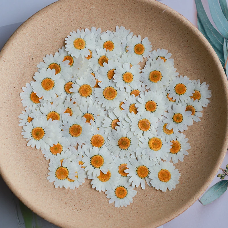 Dried Flower Bookmark - 60X プレス乾燥ナチュラルホワイト菊 Paludosum 花ジュエリーブックマーク電話ケースはがき招待カードクラフト