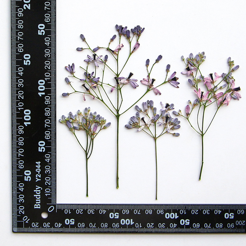 Dried Flower Bookmark - 120 個プレス乾燥メリア・アゼダラック L 花ハーバリウム樹脂エポキシジュエリーカードブックマークフレーム電話ケースメイクアップランプ用