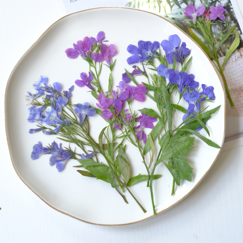 Dried Flower Bookmark - 6個/8-13cm、自然のロベリア・エリヌス乾燥押し花、茎付き、手作りの花びらメイク、ネイルアート、樹脂ジュエリー、ブックマーク