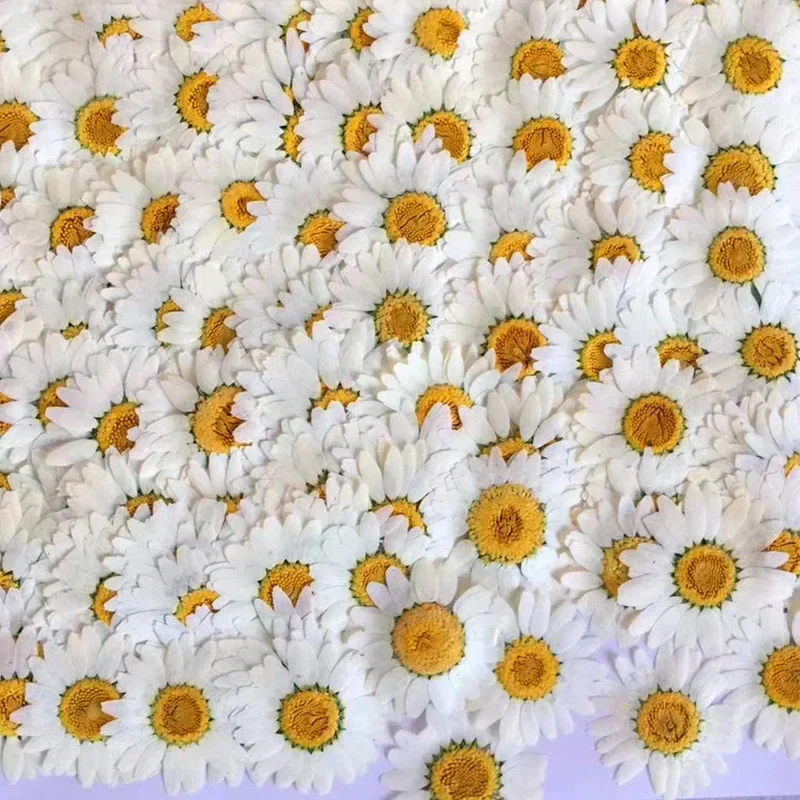 60X プレス乾燥ナチュラルホワイト菊 Paludosum  - Dried Flower Bookmark のレビューと価格