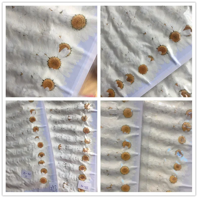 60X プレス乾燥ナチュラルホワイト菊 Paludosum  - Dried Flower Bookmark のレビューと価格
