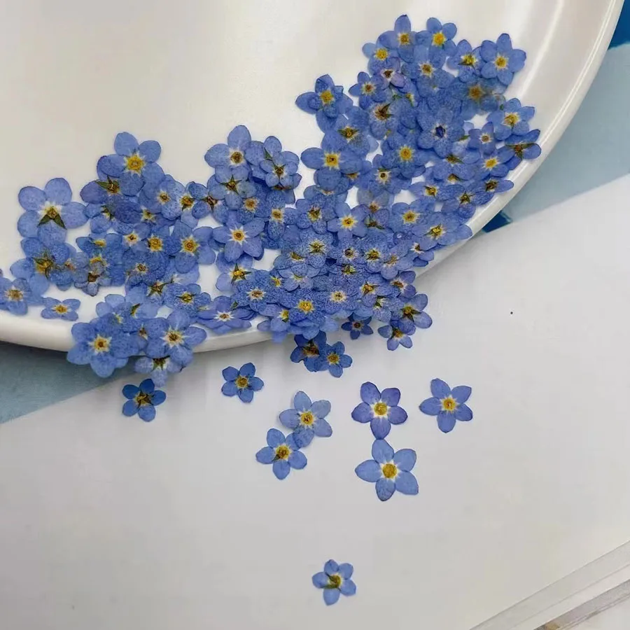 プレスされた乾燥したミニブルーのフォーストンの花、ジュエリー - Dried Flower Bookmark のレビューと価格