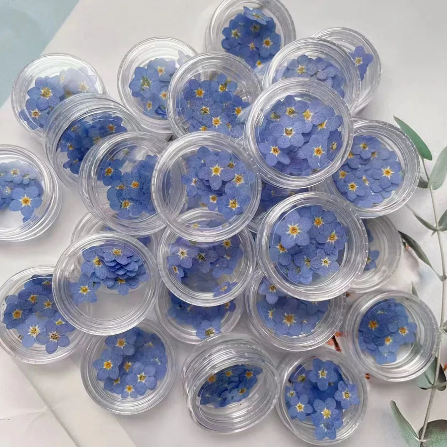 プレスされた乾燥したミニブルーのフォーストンの花、ジュエリー - Dried Flower Bookmark のレビューと価格