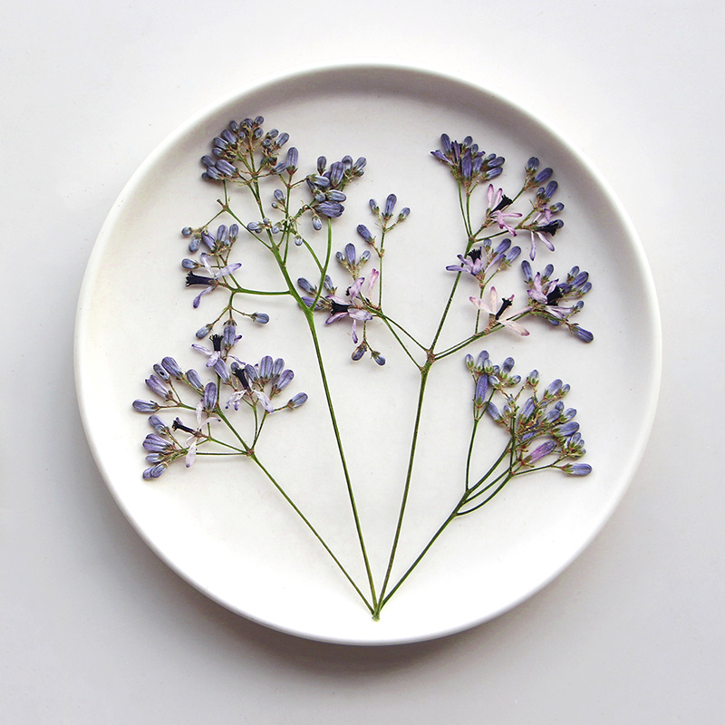 120 個プレス乾燥メリア・アゼダラック L 花ハーバリウム - Dried Flower Bookmark のレビューと価格
