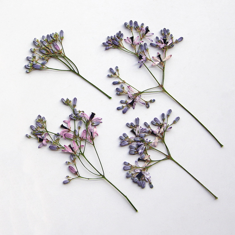 120 個プレス乾燥メリア・アゼダラック L 花ハーバリウム - Dried Flower Bookmark のレビューと価格