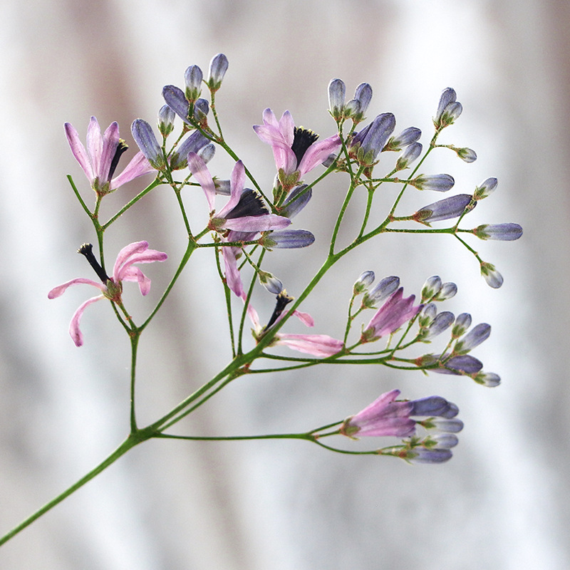120 個プレス乾燥メリア・アゼダラック L 花ハーバリウム - Dried Flower Bookmark のレビューと価格