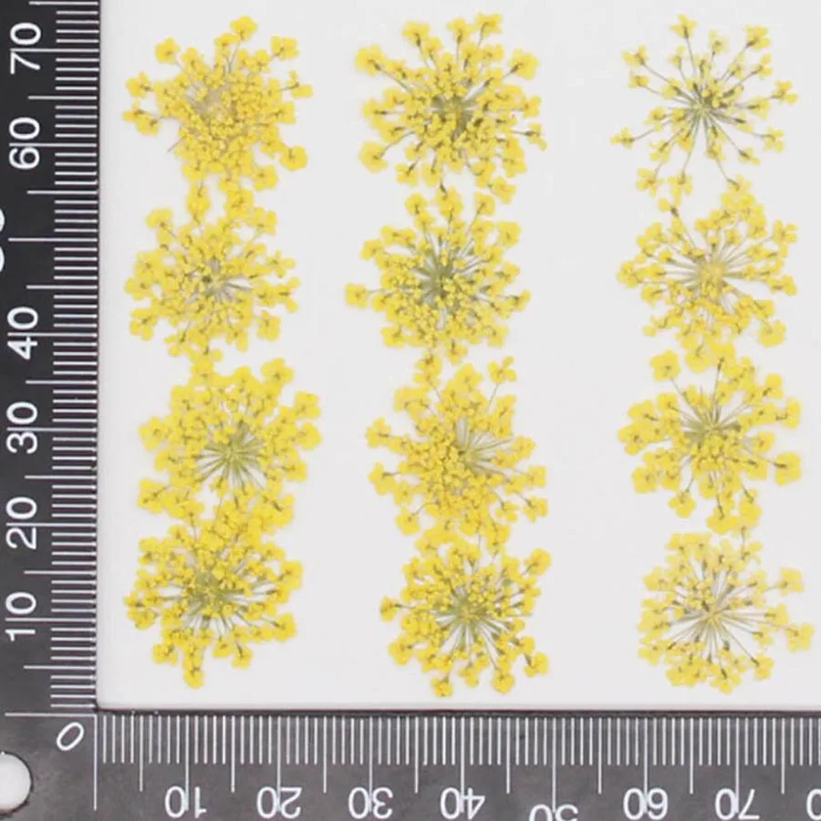 60 個プレス乾燥 20-25 ミリメートル Ammi Ma - Dried Flower Bookmark のレビューと価格