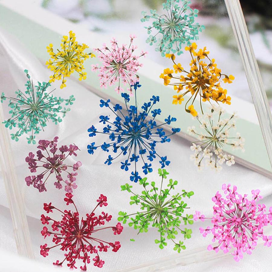 Ammi majus-プレスされた乾燥した花,15〜20mm - Dried Flower Bookmark のレビューと価格