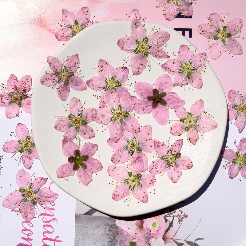 3-4cm./6個入り、ピンクの桃の花の押し花、招待状、ワッ - Dried Flower Bookmark のレビューと価格