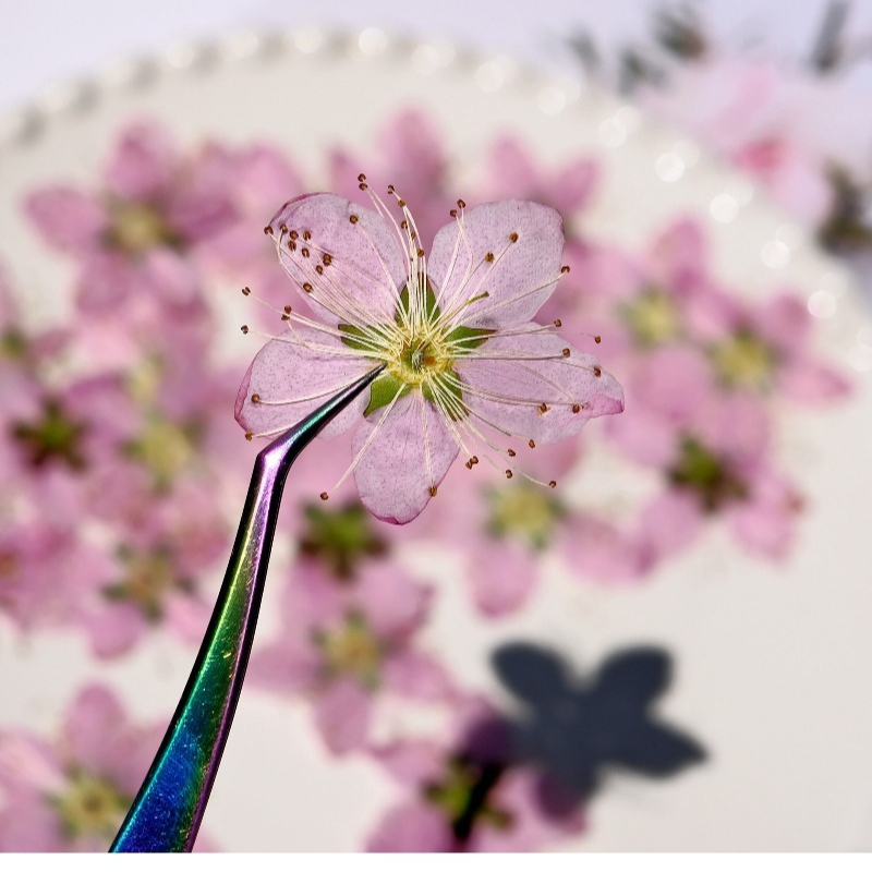 3-4cm./6個入り、ピンクの桃の花の押し花、招待状、ワッ - Dried Flower Bookmark のレビューと価格