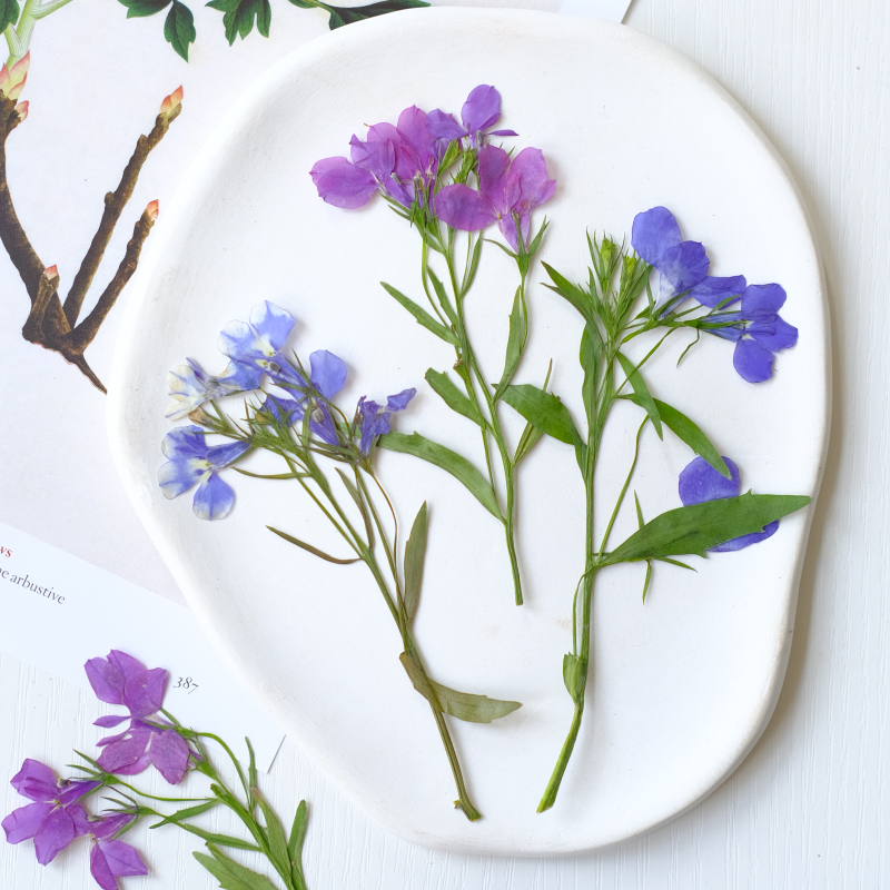 6個/8-13cm、自然のロベリア・エリヌス乾燥押し花、茎付 - Dried Flower Bookmark のレビューと価格