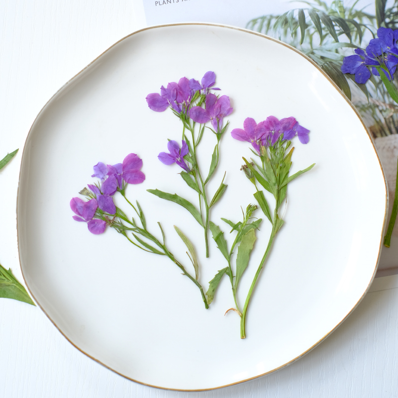 6個/8-13cm、自然のロベリア・エリヌス乾燥押し花、茎付 - Dried Flower Bookmark のレビューと価格
