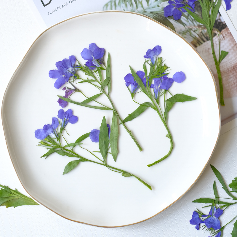 6個/8-13cm、自然のロベリア・エリヌス乾燥押し花、茎付 - Dried Flower Bookmark のレビューと価格