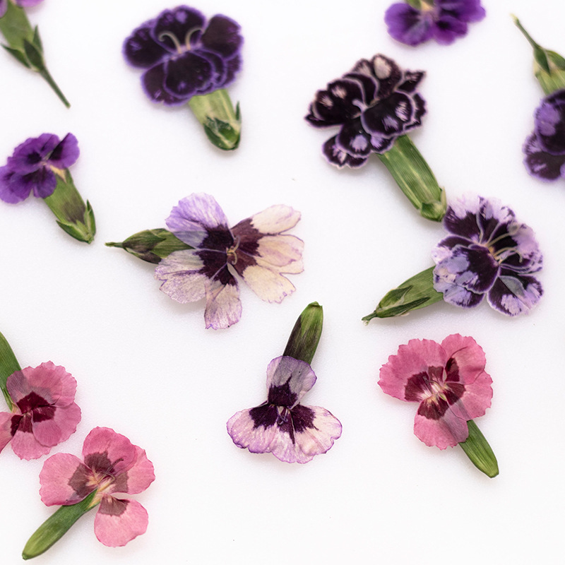 24個入り、押し花のデイジーの花、本物の植物を使ったDIYグ - Dried Flower Bookmark のレビューと価格
