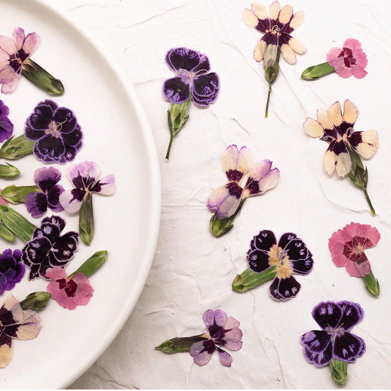 24個入り、押し花のデイジーの花、本物の植物を使ったDIYグ - Dried Flower Bookmark のレビューと価格