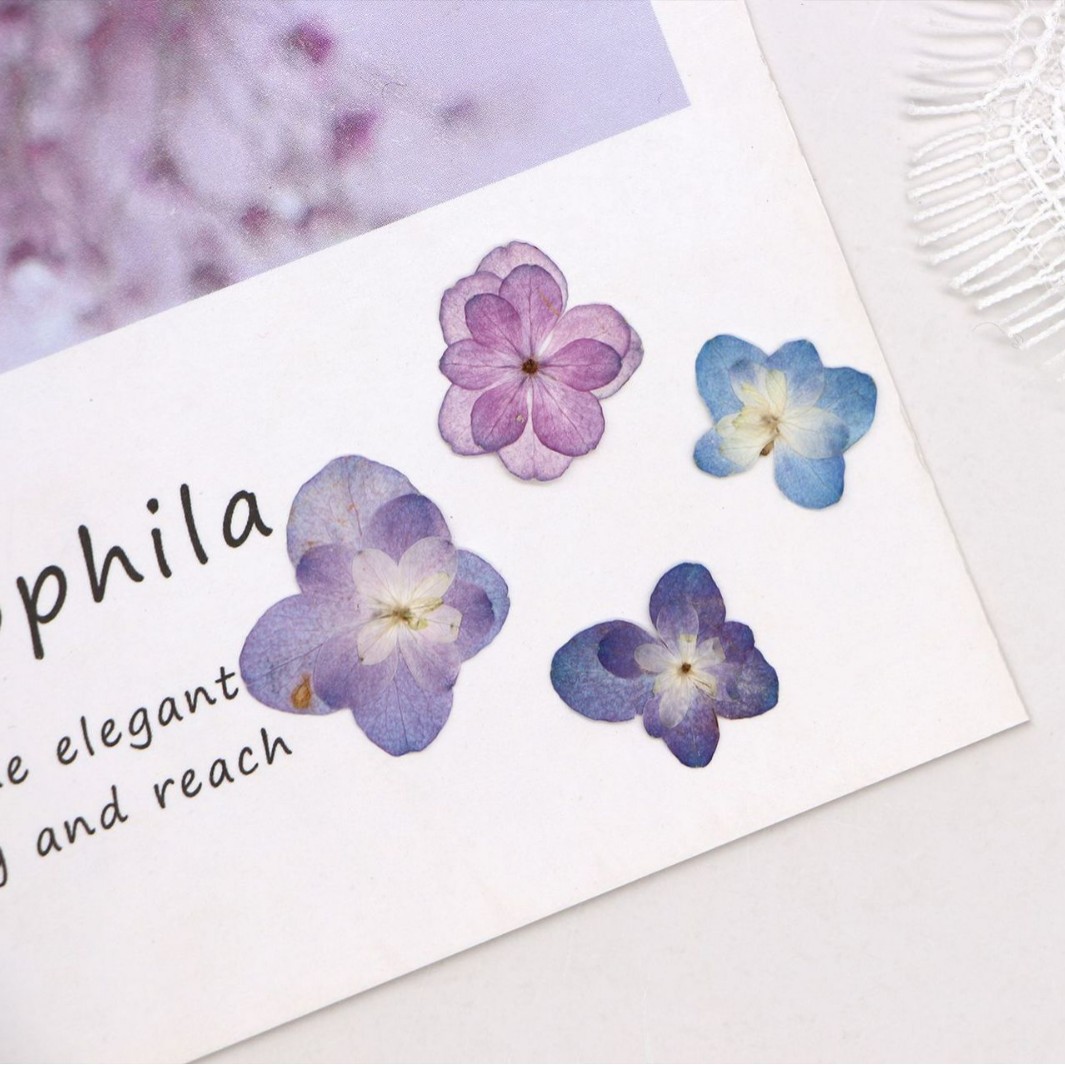 60個入り ミニダブルフラワーハイドランジア ドライフラワー - Dried Flower Bookmark のレビューと価格