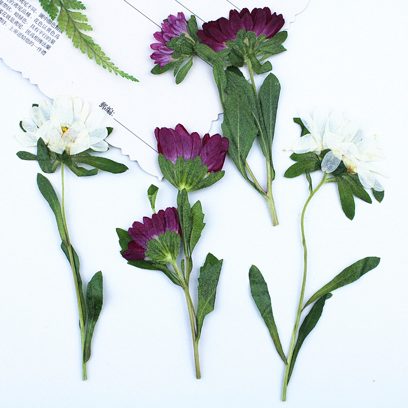 24個入り、ミニ菊の押し花、レジン製スマホケース、ランプ、デ - Dried Flower Bookmark のレビューと価格