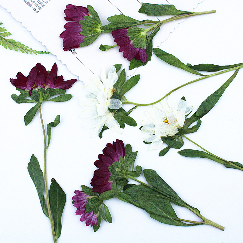 24個入り、ミニ菊の押し花、レジン製スマホケース、ランプ、デ - Dried Flower Bookmark のレビューと価格