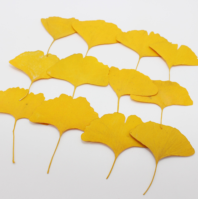 60 個の押し花乾燥黄色/緑イチョウ葉植物標本館ジュエリー用 - Dried Flower Bookmark のレビューと価格