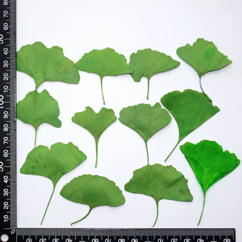 60 個の押し花乾燥黄色/緑イチョウ葉植物標本館ジュエリー用 - Dried Flower Bookmark のレビューと価格