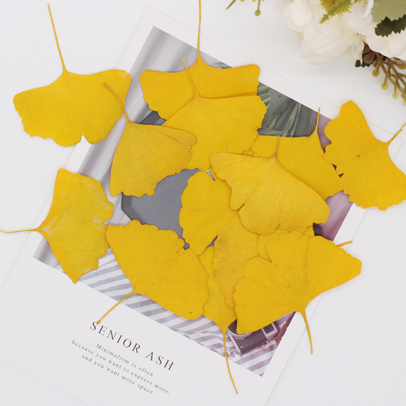 60 個の押し花乾燥黄色/緑イチョウ葉植物標本館ジュエリー用 - Dried Flower Bookmark のレビューと価格