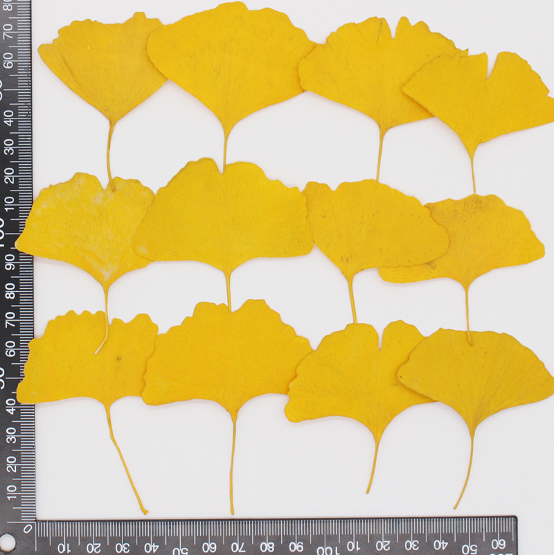 60 個の押し花乾燥黄色/緑イチョウ葉植物標本館ジュエリー用 - Dried Flower Bookmark のレビューと価格